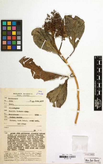 spécimen de Alseodaphne foetida